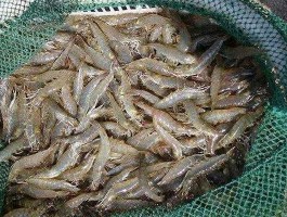 养虾一亩一般赚多少（河南养虾一亩多少利润？）