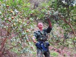 中国油茶之乡（山茶油产地是什么地方？）