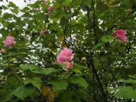 芙蓉树种植？芙蓉树长得快吗？