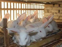 兔子养殖成本（养一只兔子要多少成本？）