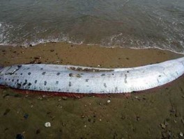 勒氏皇带鱼？带魚一条有多长？