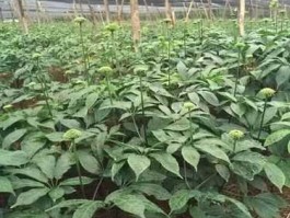 南国购（南国神草多少钱一瓶？）