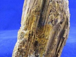 树化玉 树化玉和玉有什么区别？