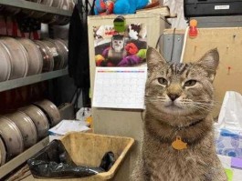 靖捷？猫厂是什么？