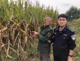 7亩玉米被偷收（为什么有人会偷玉米？）