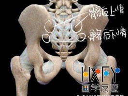 jiqi 髂前上棘的读音？