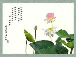 临盘信息港，求描写荷花芙蕖的诗句~？