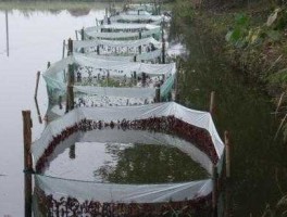 网箱养殖 网箱青虾养殖技术？