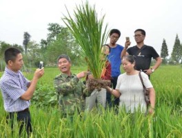 懒人甲？如何在旱地里种植水稻？