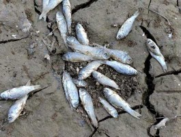 股市流死鱼（股市说的死鱼是谁）