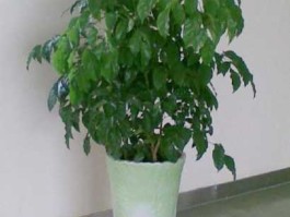 绿宝 电格莫绿宝是什么？