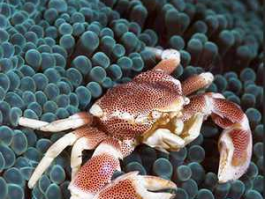 观赏蟹种类？观赏蟹都有什么品种？