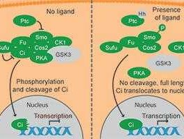 gsk，gsk3信号通路读音？