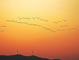 西飞？孤雁西飞悲泣泪下联？