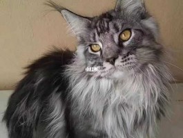 大只吧？缅因公猫起什么名字？