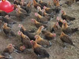 鸡苗行情？鸡苗大概多少钱一只？