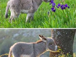 驴坚强 驴的祝福语？