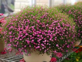 花卉公司（全国最大花卉种子公司？）