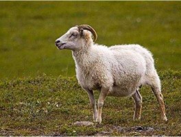 晋中吧 山西人真烦恼，有个妈吧，还是后妈_侯马。有只羊吧，还是瘦羊_寿阳。有条鱼吧，还尽鱼刺_榆次。有点事？