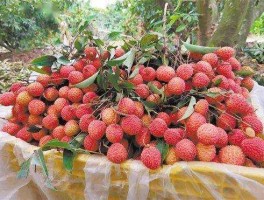 深圳大丰收 深圳中山公园的荔枝几月份成熟？