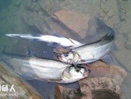 富春江旅游？富春江路亚翘嘴最佳地点？