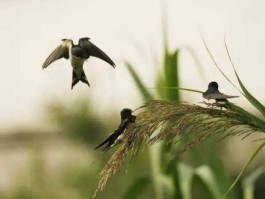 帷千动媒，飞归催平水韵？