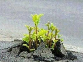 股票绝处逢生，身处绝境什么意思？