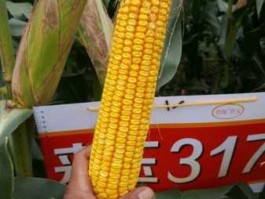 登海种业（登海来玉317玉米种子介绍？）