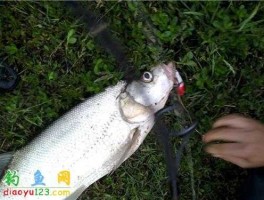 卧槽路（大翘嘴怎么杀？）