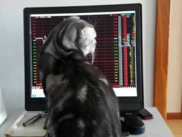 股市狗（股市狗哥是谁）