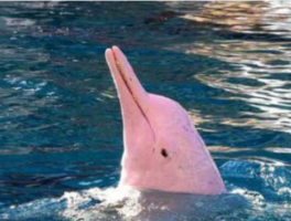 新加坡粉红色海豚 水豚上海哪里可以看？