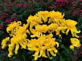 华依？寂寞东篱湿露华依前金靥照泥沙什么花？