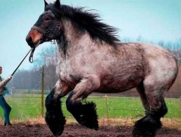 天马网？网马是什么意思？