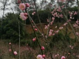 梅花将再登辽宁 大连等地将现大暴雨 大连的梅花几时开？