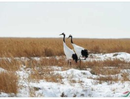 鹤生长在哪，丹顶鹤冬天在什么地方生活？