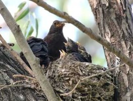 巢生，乌鸫鸟每年都会回旧窝吗？