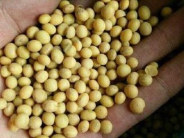 窝里豆，点黄豆的正确方法？