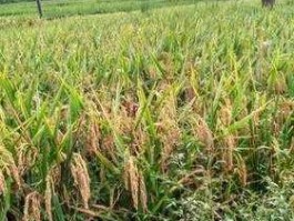 晒二号？水稻鄂香2号可以自己留种吗？