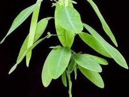 跳舞草为什么会跳舞，舞草为什么不属于蕨类植物？