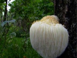 猴头菇的产地？江中猴菇产地是哪里？