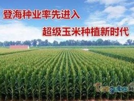 丰乐种业公司？登海种业、丰乐种业、敦煌种业、隆平高科这几支上市公司的业务有什么不同？