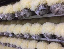 木耳价格（30块一斤的白木耳贵吗？）