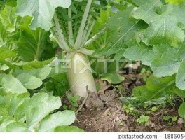 萝卜投资 种白萝卜一亩地成本？