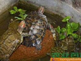 养殖吧（家里养的乌龟要不要放生？）