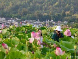 和顺吧，8月份腾冲十里荷花景区要门票吗？