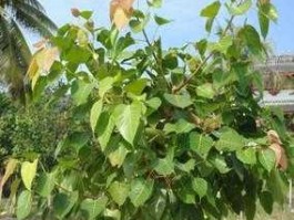 今日苗木 菩提子生长在哪？北方可以种植吗？什么样的最值钱？