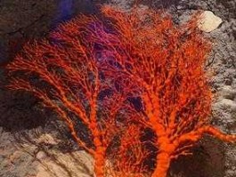 珊瑚树金融专家 红珊瑚海底树叶片拍卖记录？