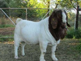 山羊价格？你那边山羊什么价格？