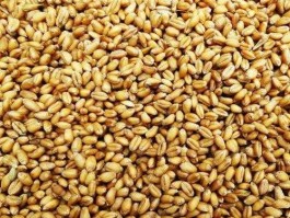 麦7，天中麦7号小麦哪里买？