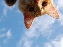 高萌 高萌了是什么意思啊？